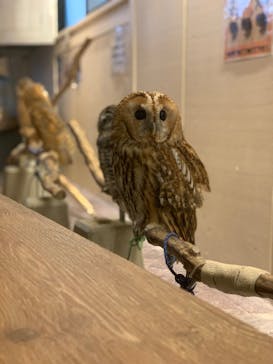 アニマルカフェフレカ　福島店に投稿された画像（2024/6/1）