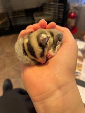 アニマルカフェフレカ　福島店に投稿された画像（2024/6/1）