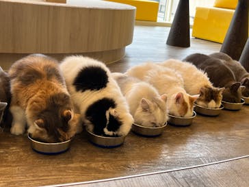 猫カフェモカ 京都河原町店に投稿された画像（2024/6/1）