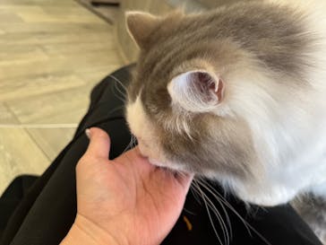 猫カフェモカ 京都河原町店に投稿された画像（2024/6/1）