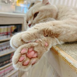 猫カフェモカ 京都河原町店に投稿された画像（2024/6/1）