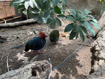 神戸どうぶつ王国に投稿された画像（2024/6/1）