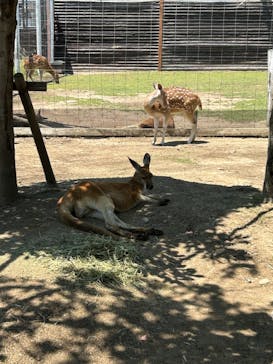 神戸どうぶつ王国に投稿された画像（2024/6/1）