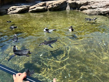 神戸どうぶつ王国に投稿された画像（2024/6/1）