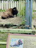 東武動物公園に投稿された画像（2024/6/1）