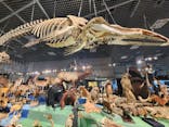 特別展「大哺乳類展３－わけてつなげて大行進」に投稿された画像（2024/6/1）