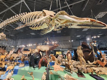 特別展「大哺乳類展３－わけてつなげて大行進」に投稿された画像（2024/6/1）