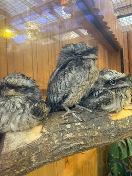 神戸どうぶつ王国に投稿された画像（2024/6/1）