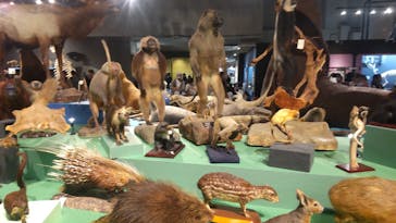 特別展「大哺乳類展３－わけてつなげて大行進」に投稿された画像（2024/6/1）