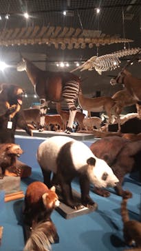 特別展「大哺乳類展３－わけてつなげて大行進」に投稿された画像（2024/6/1）