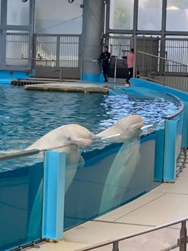 横浜・八景島シーパラダイスに投稿された画像（2024/6/1）