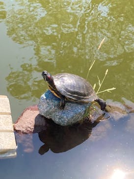 横浜・八景島シーパラダイスに投稿された画像（2024/6/1）