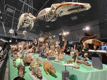 特別展「大哺乳類展３－わけてつなげて大行進」に投稿された画像（2024/6/1）