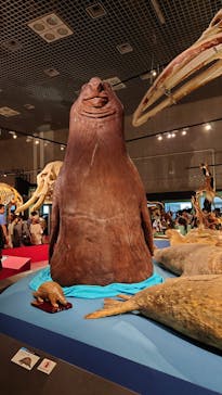 特別展「大哺乳類展３－わけてつなげて大行進」に投稿された画像（2024/6/1）