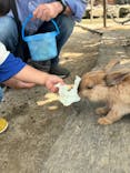 しろとり動物園に投稿された画像（2024/6/1）