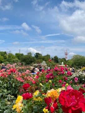京成バラ園に投稿された画像（2024/6/1）