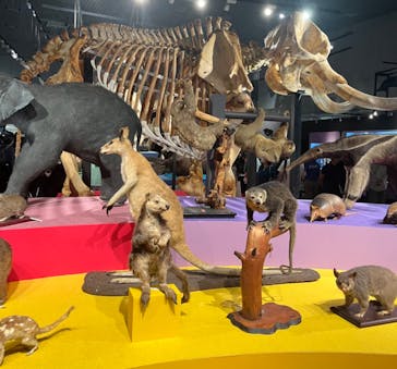 特別展「大哺乳類展３－わけてつなげて大行進」に投稿された画像（2024/6/1）