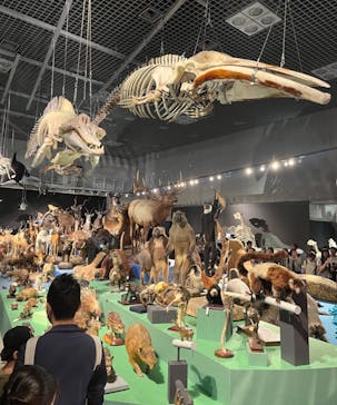 特別展「大哺乳類展３－わけてつなげて大行進」に投稿された画像（2024/6/1）