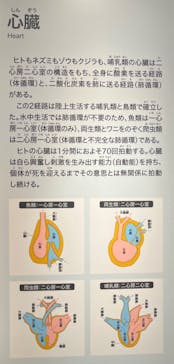 特別展「大哺乳類展３－わけてつなげて大行進」に投稿された画像（2024/6/1）