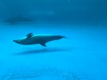 アクアワールド茨城県大洗水族館に投稿された画像（2024/6/1）