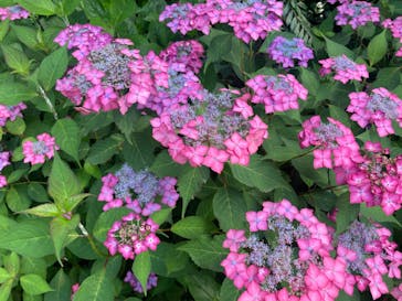 浜名湖花博2024に投稿された画像（2024/6/1）