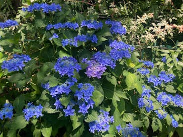 浜名湖花博2024に投稿された画像（2024/6/1）