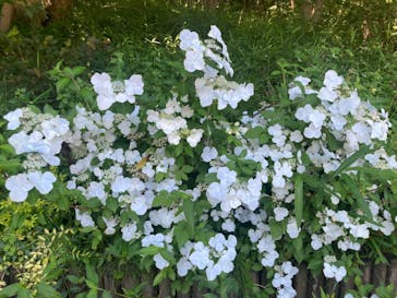 浜名湖花博2024に投稿された画像（2024/6/1）