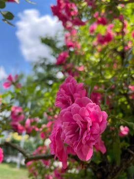 京成バラ園に投稿された画像（2024/6/1）