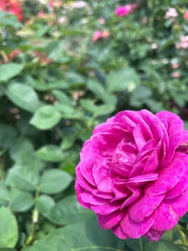 京成バラ園に投稿された画像（2024/6/1）