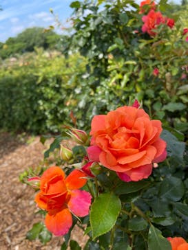 京成バラ園に投稿された画像（2024/6/1）