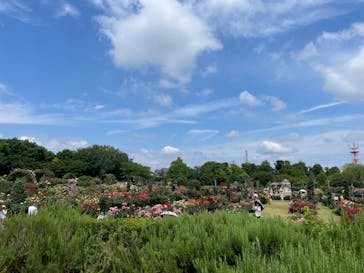 京成バラ園に投稿された画像（2024/6/1）