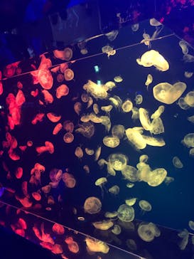 名古屋港水族館に投稿された画像（2024/6/1）