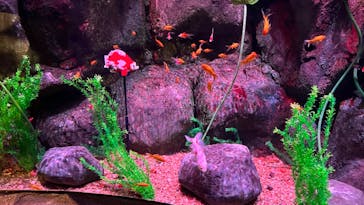 レゴランドⓇ・ジャパン・リゾートに投稿された画像（2024/6/1）