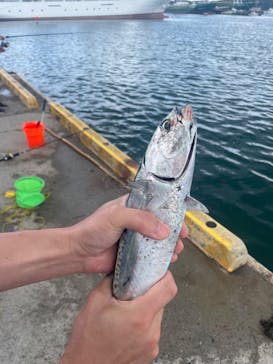 海釣り体験＠レンタル釣竿まるへい遊び隊に投稿された画像（2024/6/1）