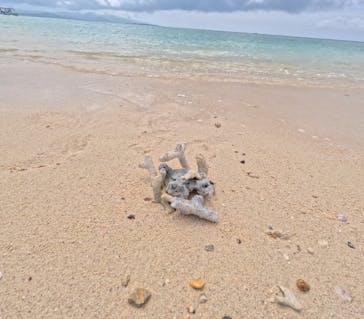 石垣島 ADVENTURE PiPi（イシガキジマアドベンチャーピピ）に投稿された画像（2024/6/1）