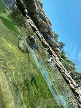 神戸どうぶつ王国に投稿された画像（2024/6/1）