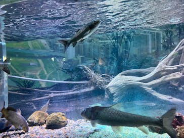 カワスイ 川崎⽔族館に投稿された画像（2024/6/1）