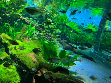 カワスイ 川崎⽔族館に投稿された画像（2024/6/1）