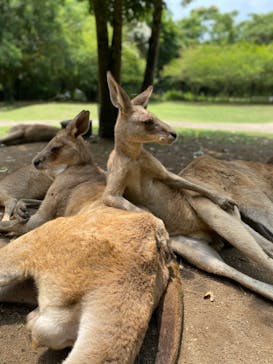 長崎バイオパークに投稿された画像（2024/6/1）