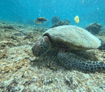 宮古島 ADVENTURE PiPi（ミヤコジマ アドベンチャー ピピ）に投稿された画像（2024/6/1）