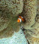 宮古島 ADVENTURE PiPi（ミヤコジマ アドベンチャー ピピ）に投稿された画像（2024/6/1）