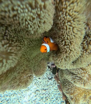 宮古島 ADVENTURE PiPi（ミヤコジマ アドベンチャー ピピ）に投稿された画像（2024/6/1）