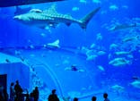 沖縄美ら海水族館に投稿された画像（2024/6/1）