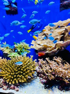 沖縄美ら海水族館に投稿された画像（2024/6/1）