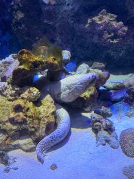 沖縄美ら海水族館に投稿された画像（2024/6/1）