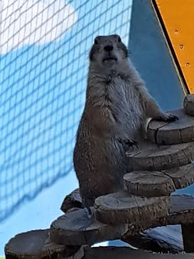 淡路ファームパーク イングランドの丘に投稿された画像（2024/6/1）