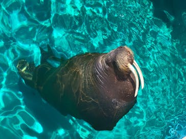 鴨川シーワールドに投稿された画像（2024/6/1）