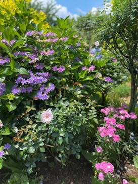 横浜イングリッシュガーデンに投稿された画像（2024/6/1）