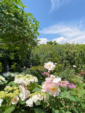 横浜イングリッシュガーデンに投稿された画像（2024/6/1）