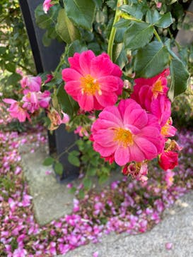 万博記念公園に投稿された画像（2024/6/1）